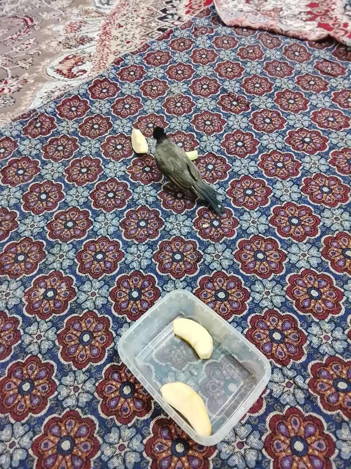 واگذاری.پرنده|پرنده|شوشتر, |دیوار