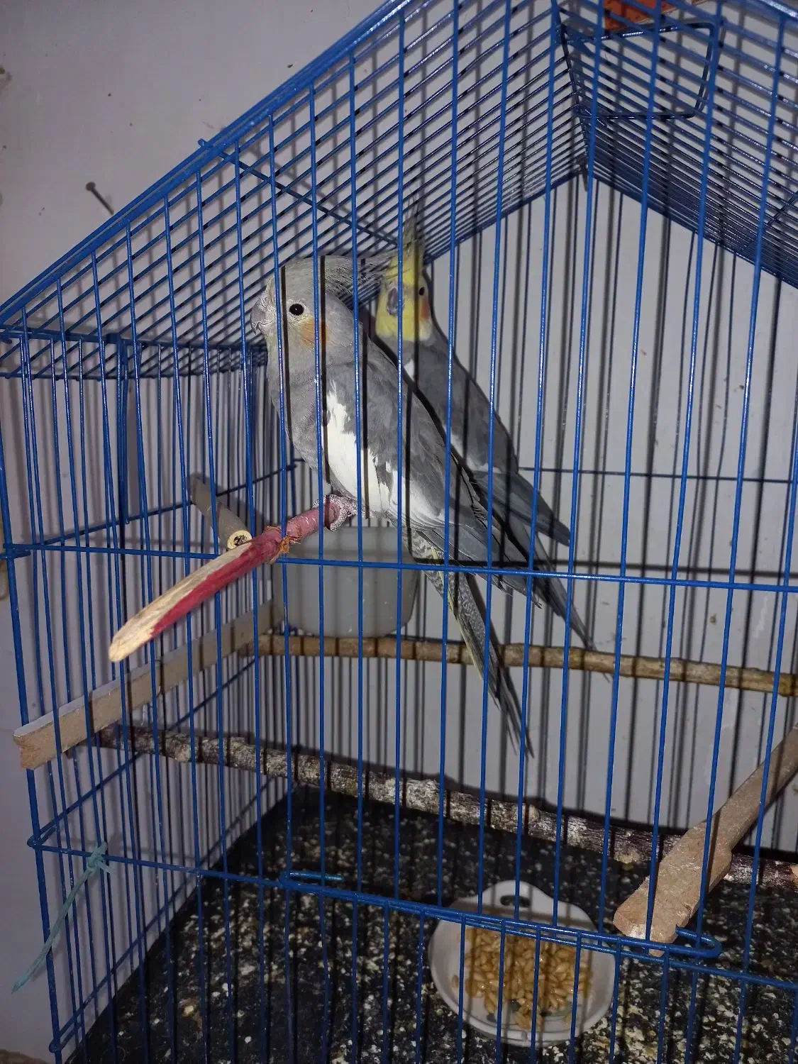 عروس هلندی مولد|پرنده|سمنان, |دیوار