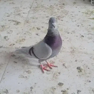 کبوتر|حیوانات|نیشابور, باغ نو|دیوار