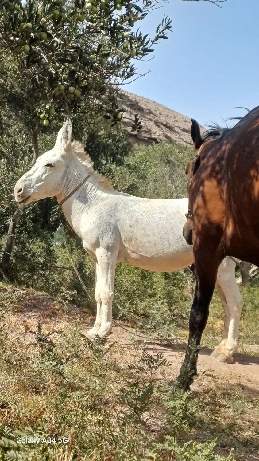 الاغ جوان آرام پالونی|حیوانات مزرعه|لوشان, |دیوار