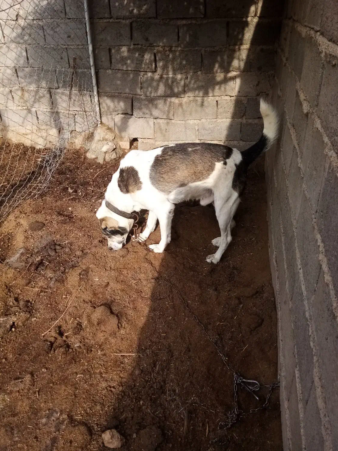 سگ‌گلگی‌‌|سگ|گناباد, |دیوار