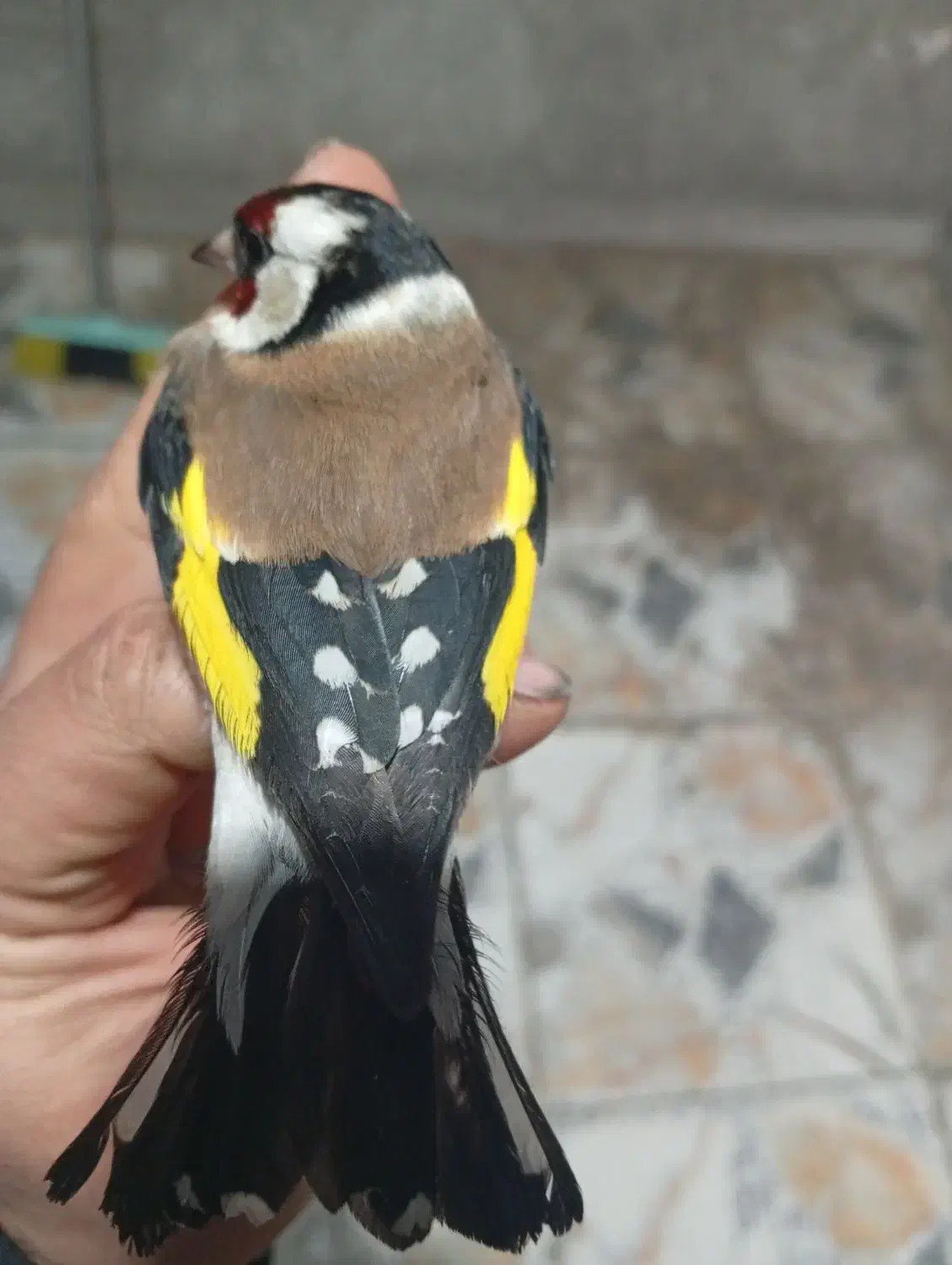 سهره|پرنده|مریوان, |دیوار