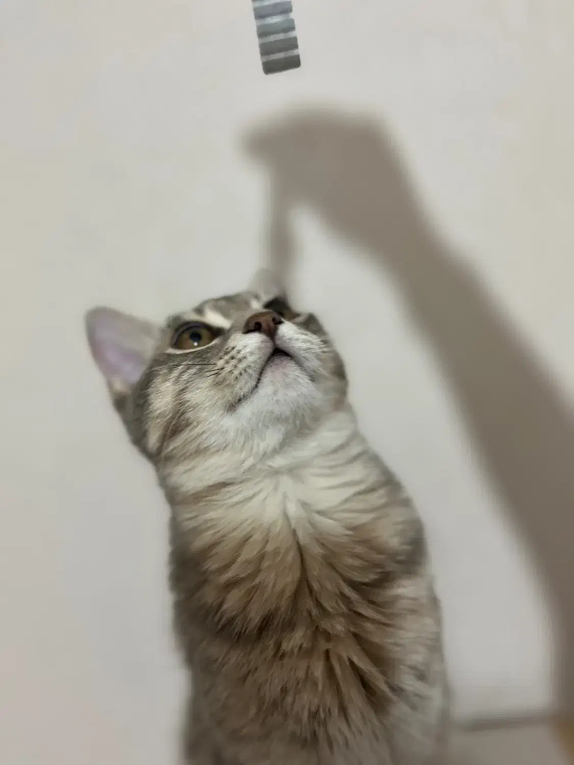 واگذاری گربه|گربه|خوی, |دیوار