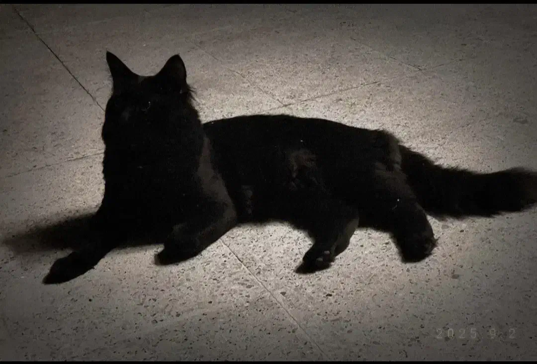 واگذاری گربه نژاد ترکیش|گربه|گلبهار, شهر جدید گلبهار|دیوار