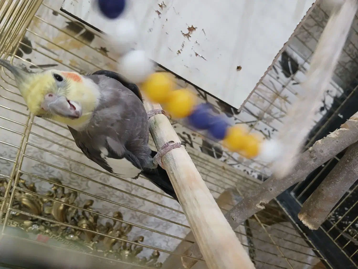 یک جفت عروس هلندی|پرنده|آبیک, |دیوار