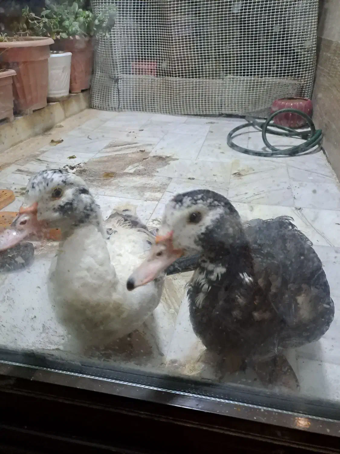 اردک|حیوانات مزرعه|تهران, هروی|دیوار