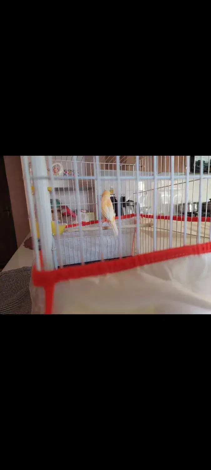 فروش قناری نر  خوش آواز  آماده جفت گیری|پرنده|بجنورد, |دیوار