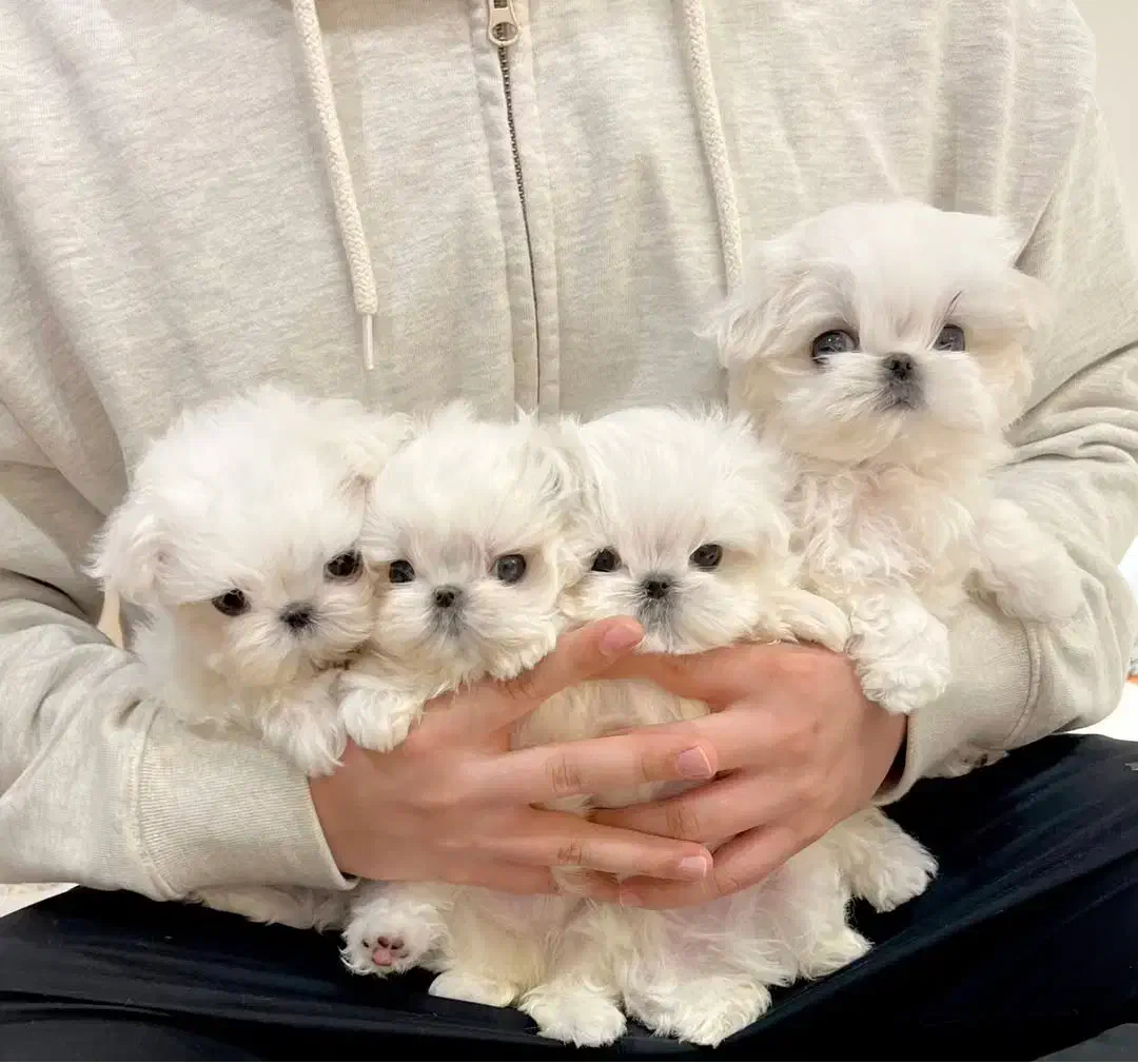 پودلشیتزو|سگ|تهران, شهرک هما|دیوار