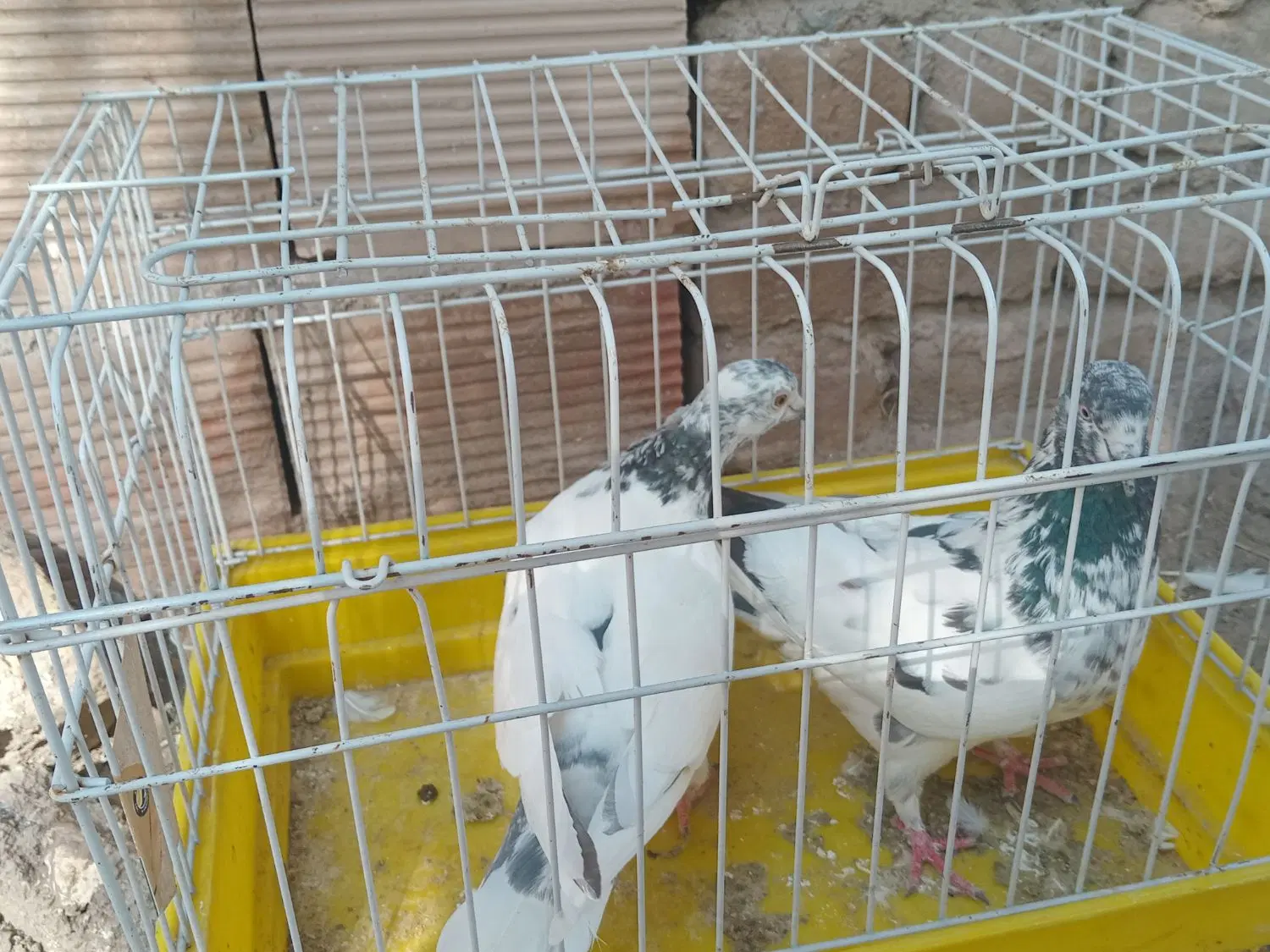 کفر|پرنده|بم, |دیوار