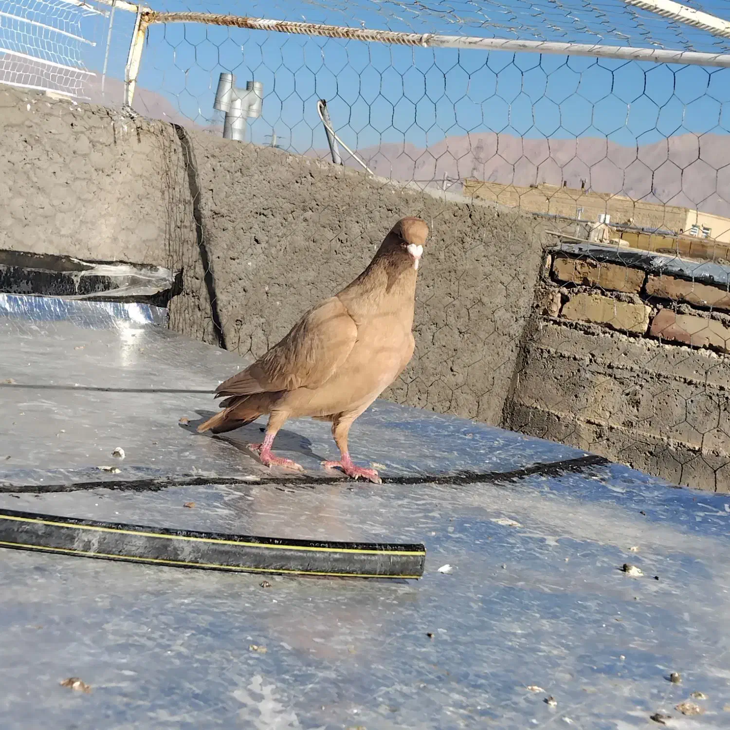 زرد|پرنده|فردوس (کرمان), |دیوار