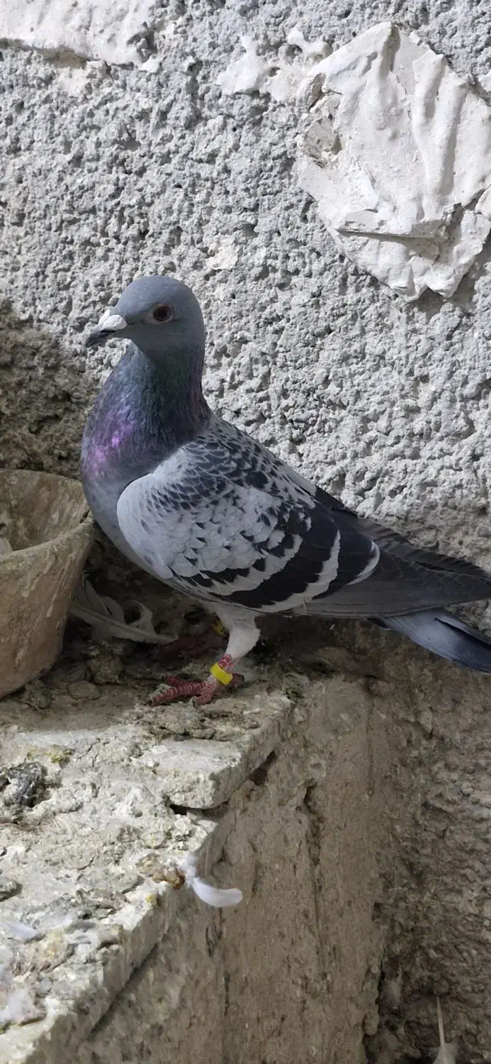 کبوتر پلاکی|حیوانات|کرمانشاه, |دیوار