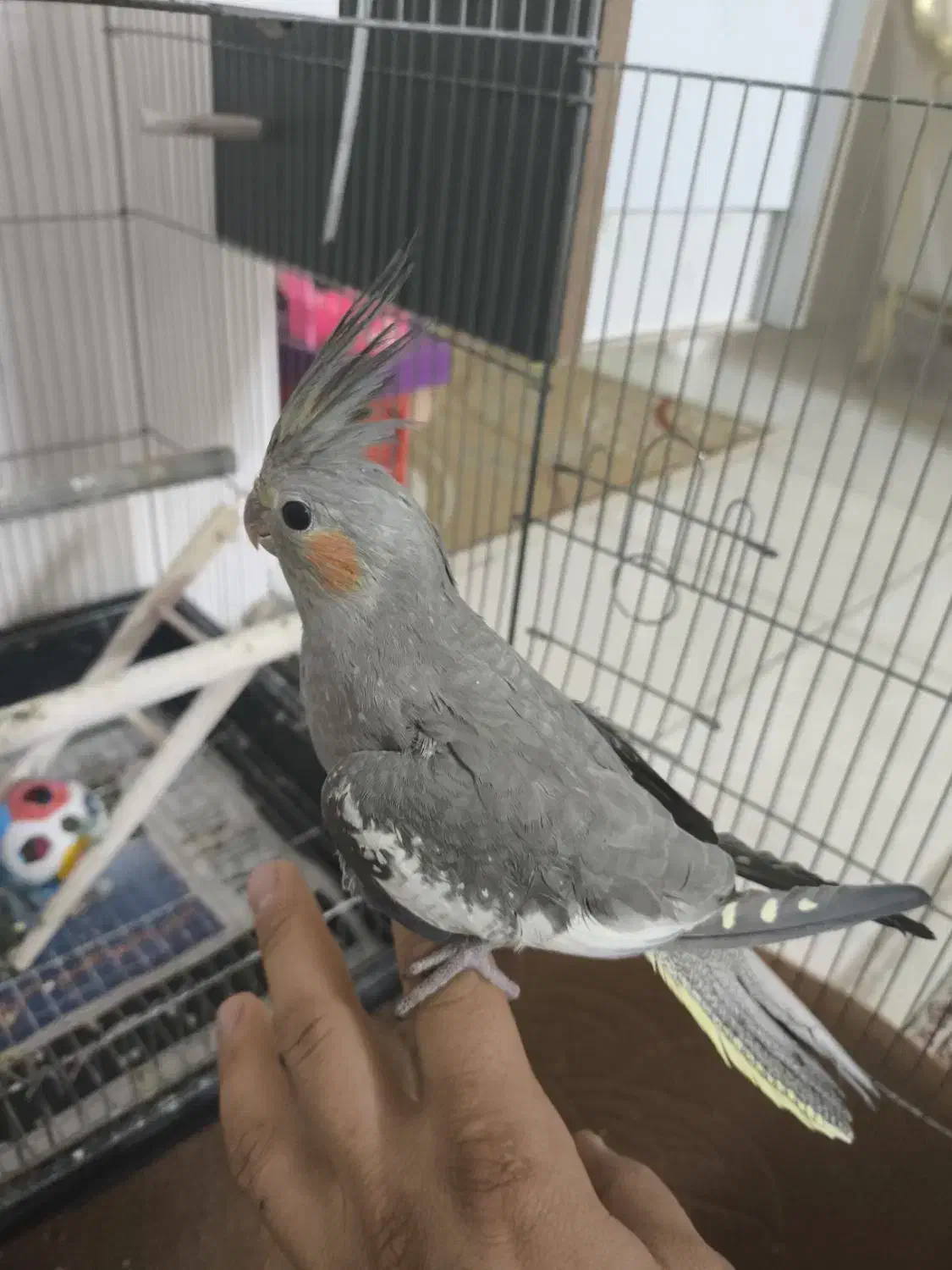 عروس هلندی|پرنده|قم, انسجام|دیوار