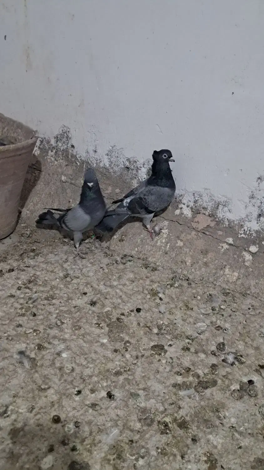 یه جفت سبزکاکولی|پرنده|سبزوار, جوادیه شرقی|دیوار