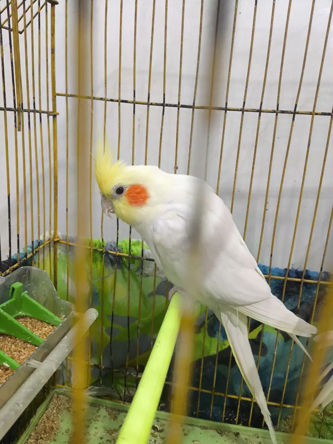 عروس هلندی|پرنده|چمران, |دیوار