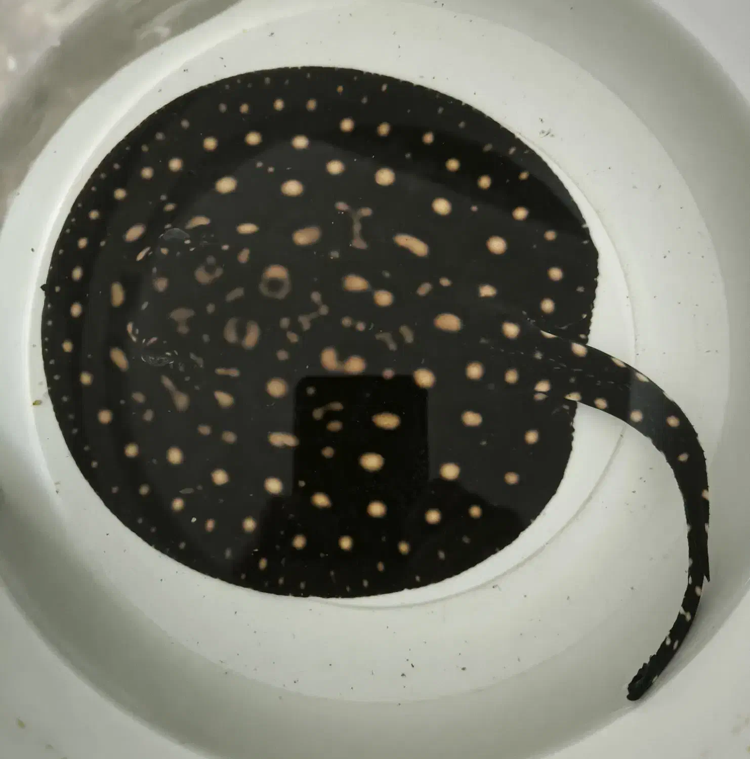 سفره بلک دایموند ماده ۹اینچ معاوضه|ماهی|تهران, جنت‌آباد جنوبی|دیوار