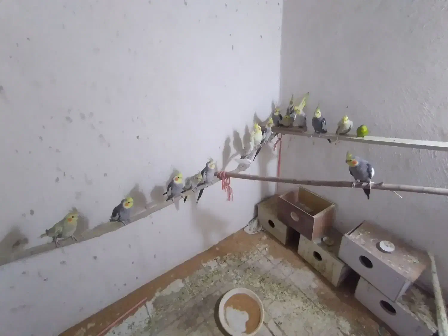 فروشی|پرنده|آذرشهر, |دیوار