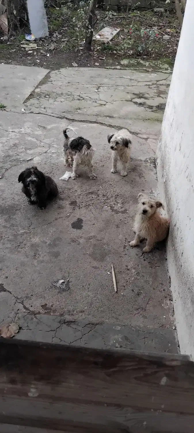 سگ تریر واگذاری|سگ|لاهیجان, لاشیدان|دیوار