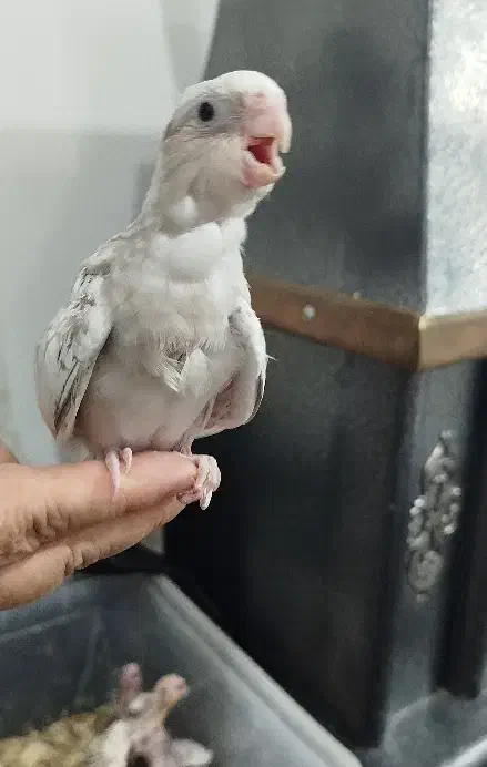 طوطی عروس هلندی|پرنده|اشنویه, |دیوار