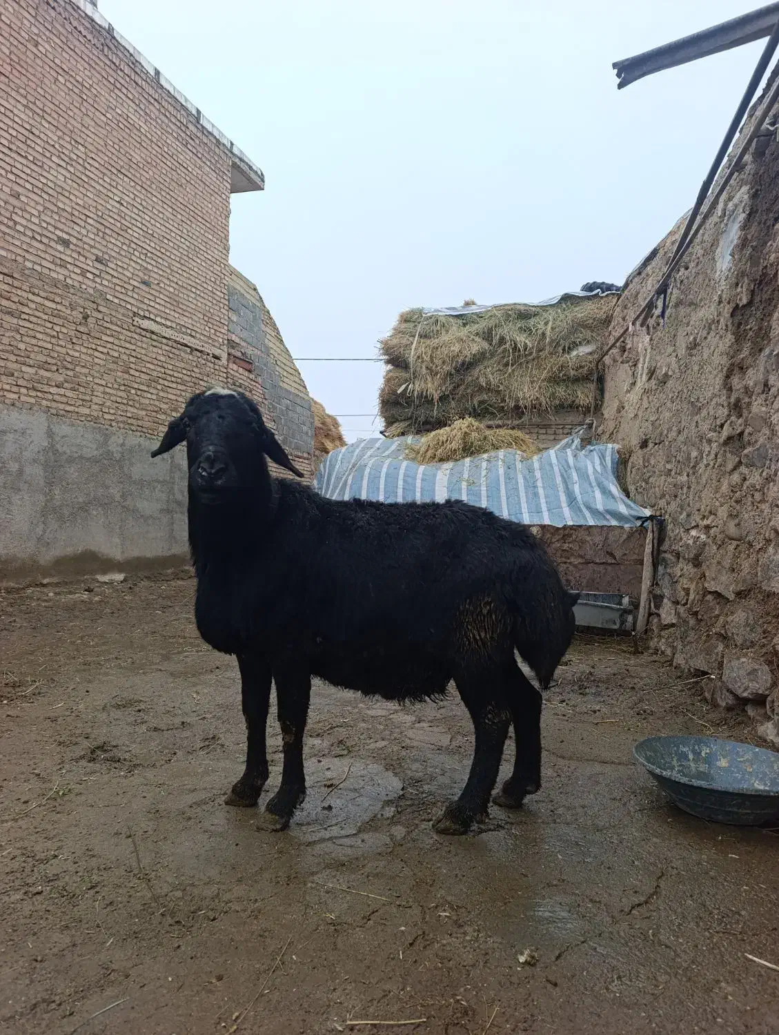 قوچ|حیوانات مزرعه|هریس, |دیوار