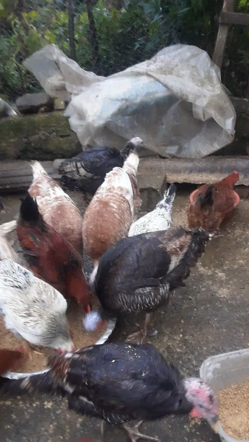 فروش بوقلمون نروماده زنده|حیوانات مزرعه|رحیمآباد, |دیوار