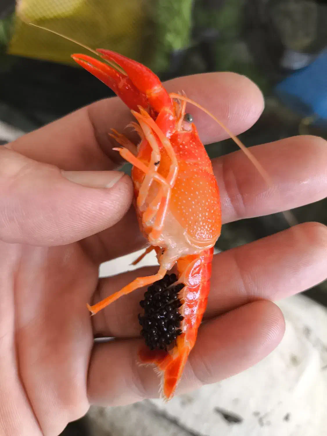 لابستر آب شیرین مولد|ماهی|چادگان, |دیوار