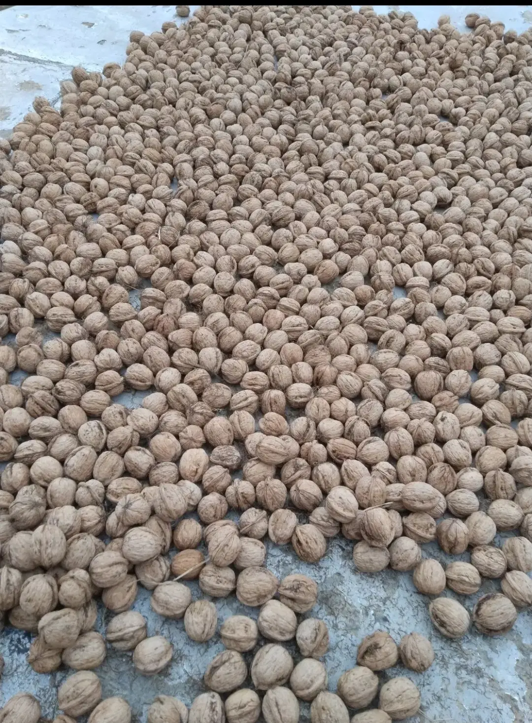 گردو|خوردنی و آشامیدنی|صحنه, |دیوار