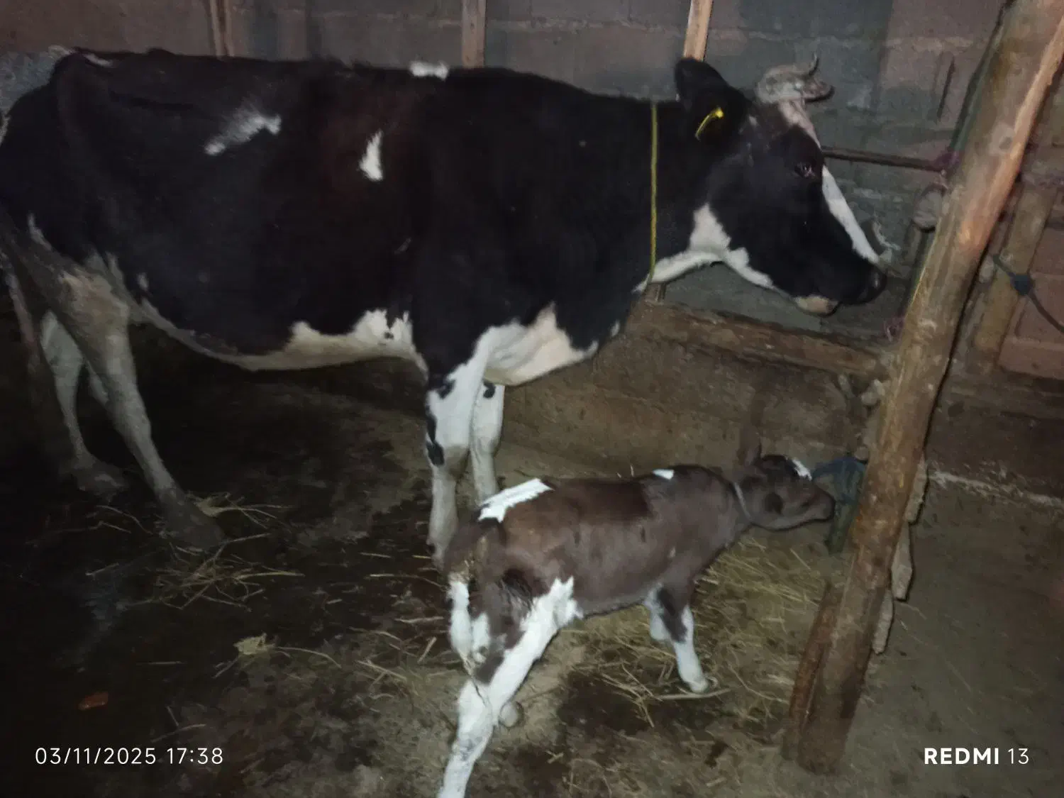 گاو دو رگ با گوساله|حیوانات مزرعه|لاهیجان, لفمجان|دیوار