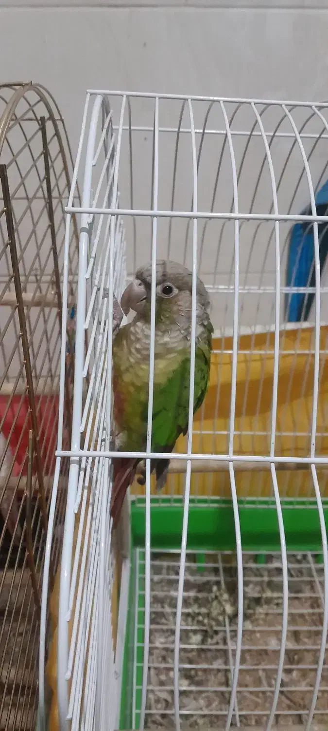 گرینچیک|پرنده|قم, کلهری|دیوار