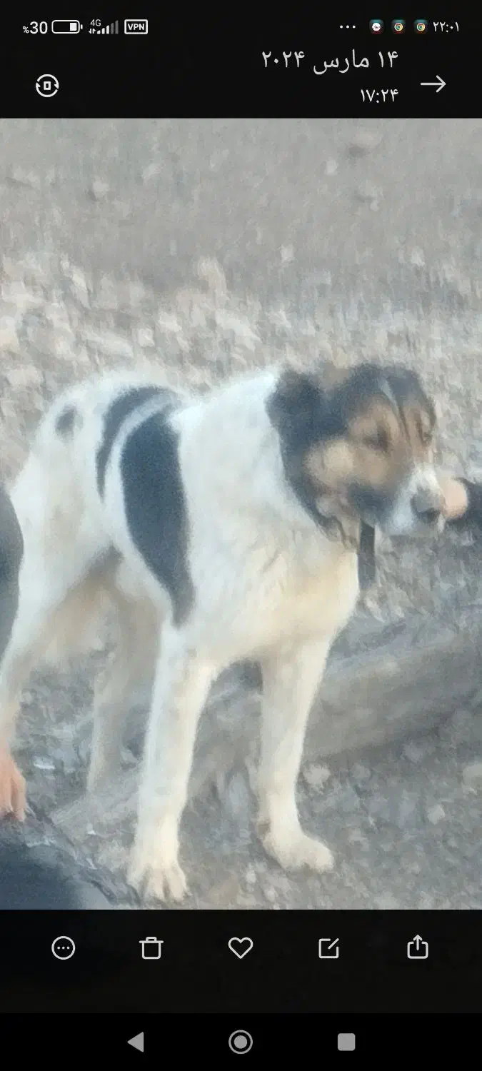 مژدگانیهممیدهم|سگ|اراک, |دیوار