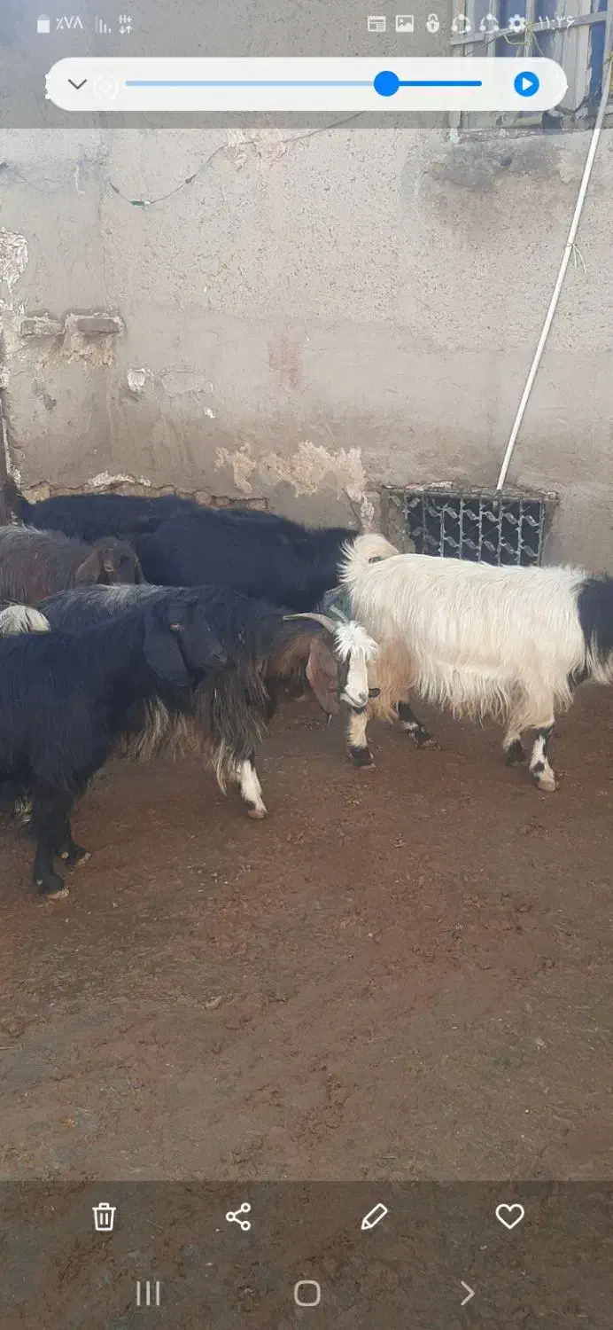 ۷ رس بز|حیوانات مزرعه|هرسین, |دیوار