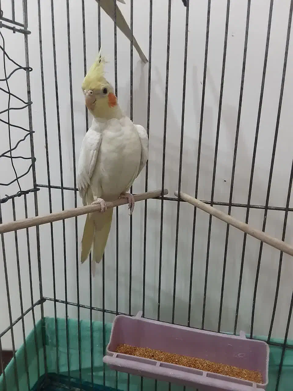 عروس هلندی|پرنده|کهریزک, |دیوار