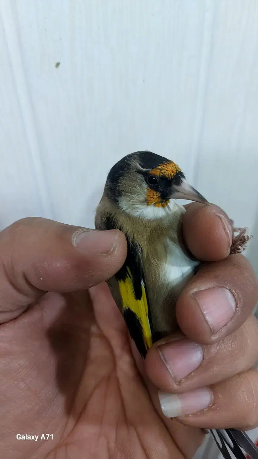 پرنده سهره زاغ و چونه سفید‌|پرنده|ری, دولت‌آباد|دیوار