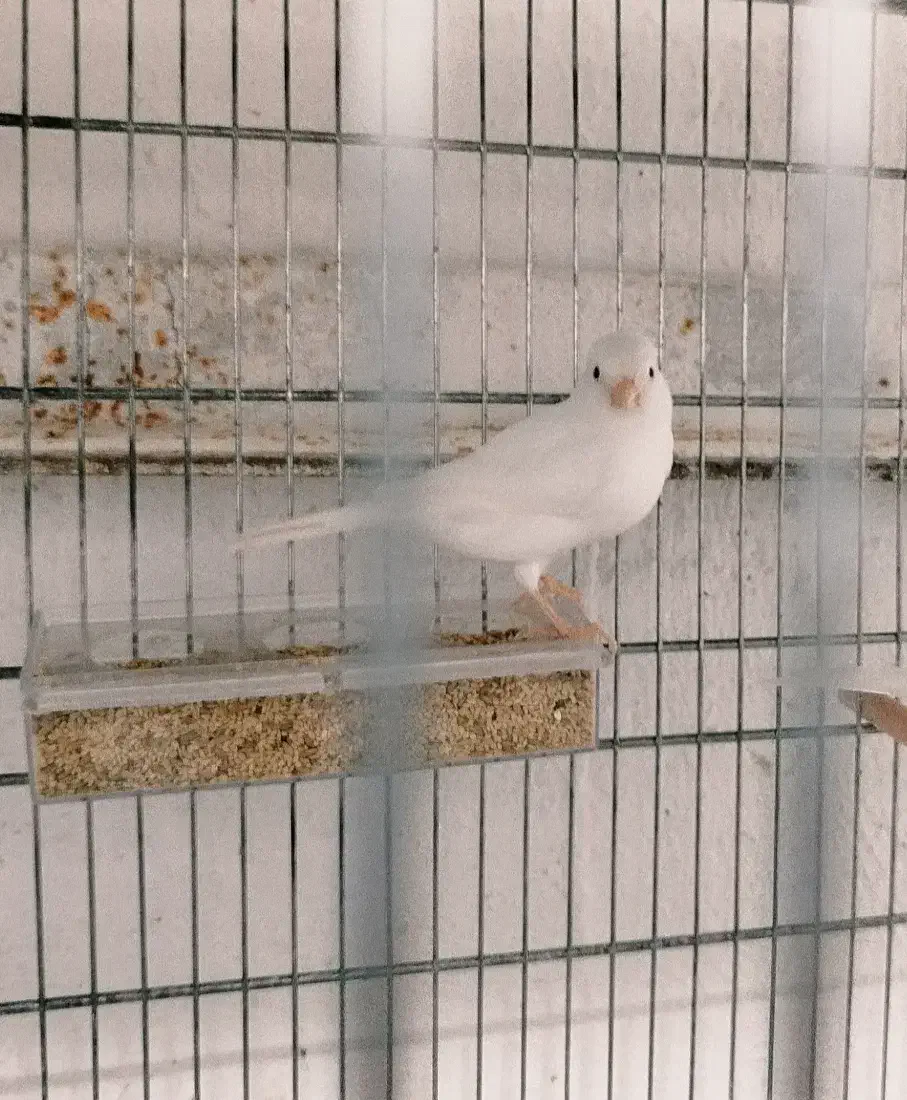 قناری سوپر کشیده|پرنده|شاهرود, |دیوار