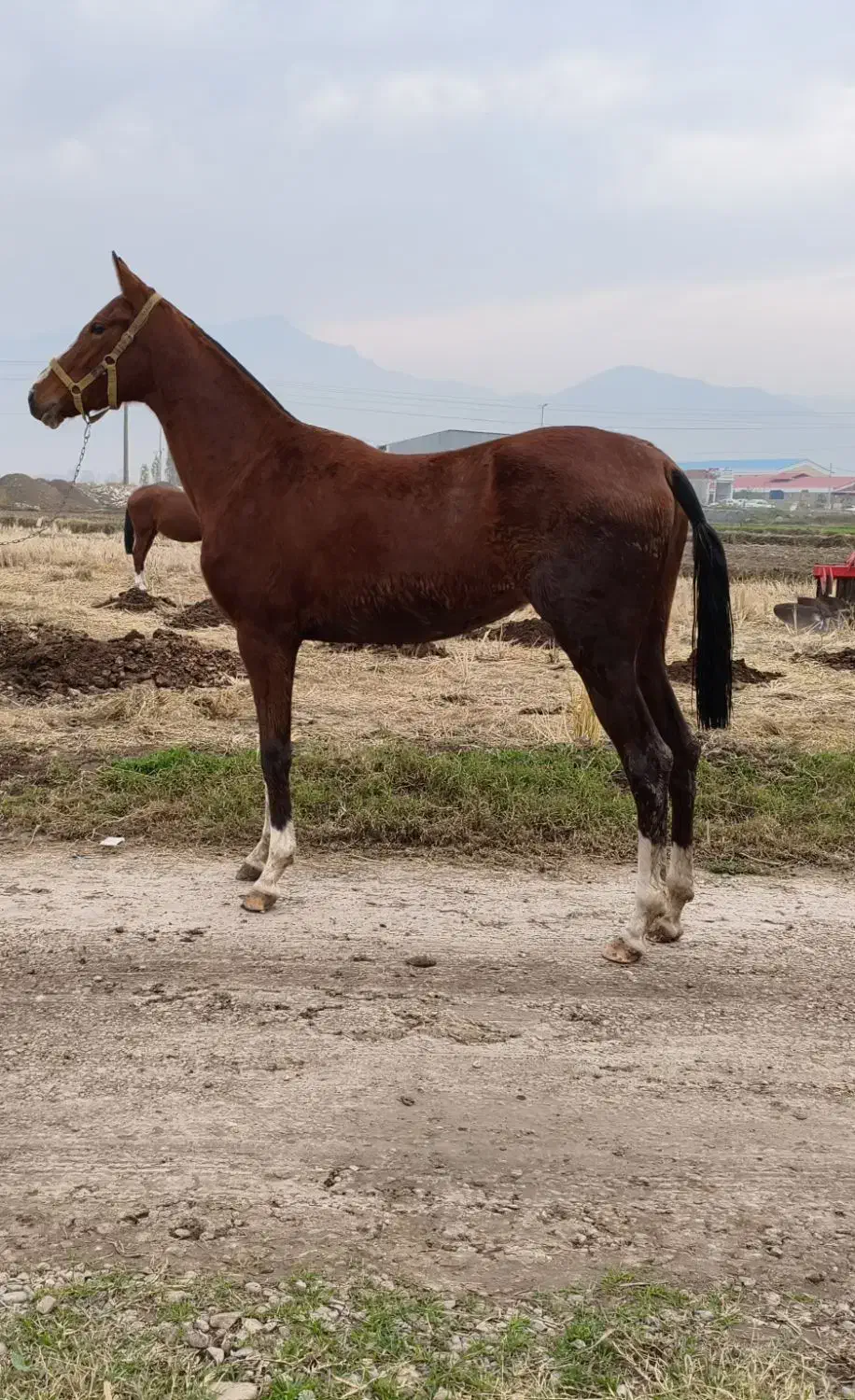 اسب|اسب و تجهیزات اسب‌سواری|علی‌آباد کتول, |دیوار