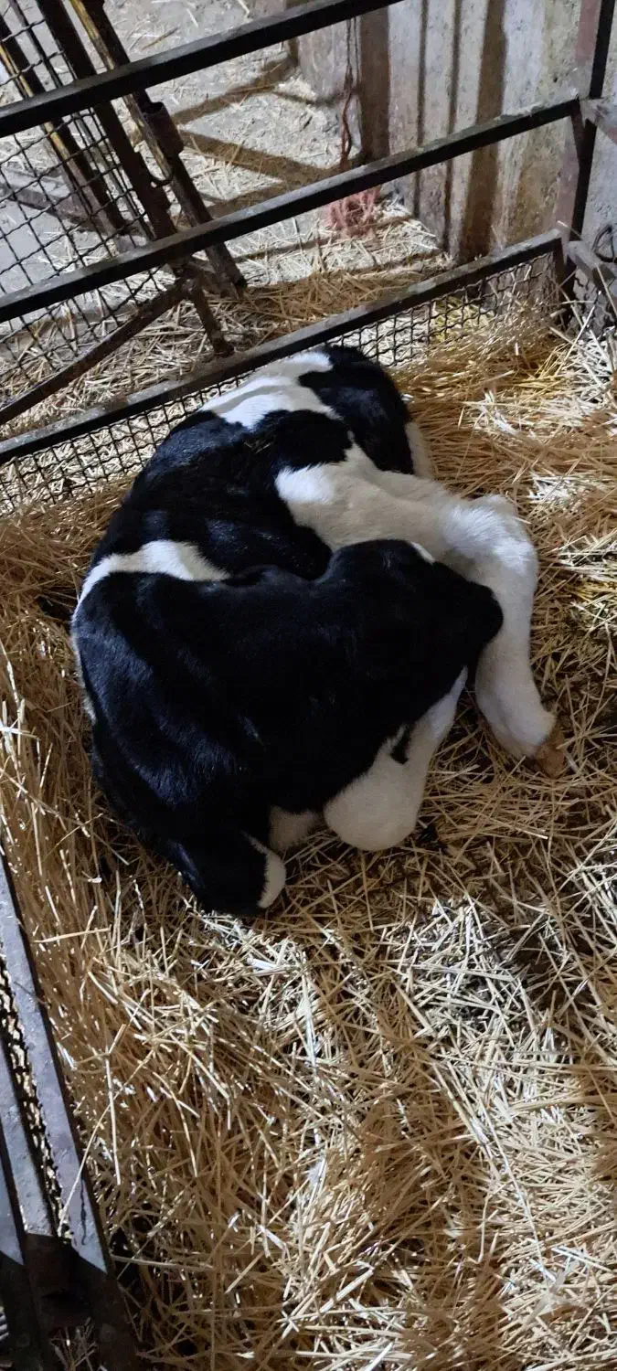 گوساله نر|حیوانات مزرعه|بلبان آباد, |دیوار