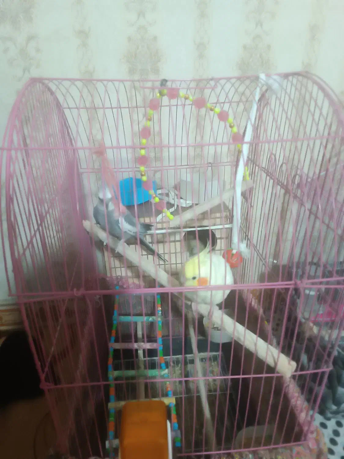 دو جفت عروس هلندی|پرنده|قدس, شهر‌قدس|دیوار