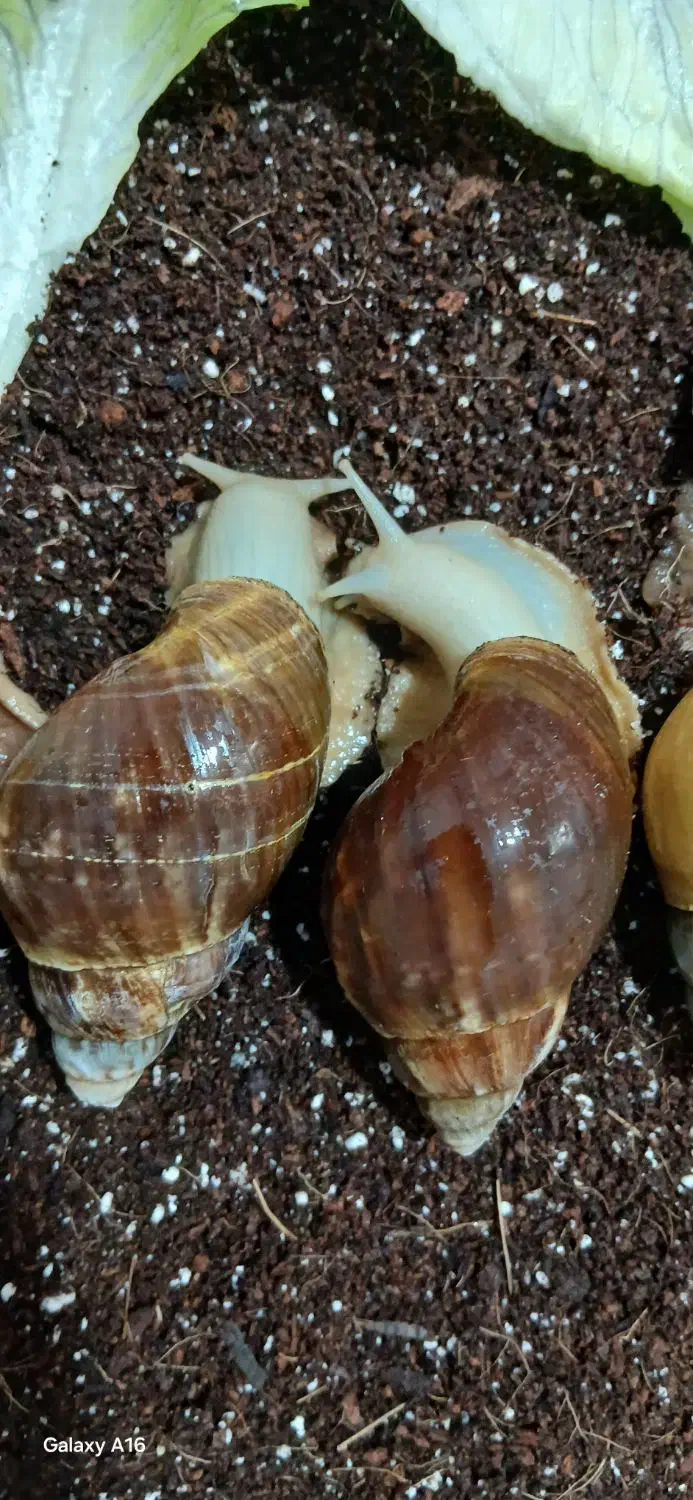 حلزون آلبینو|خزنده|یزد, |دیوار