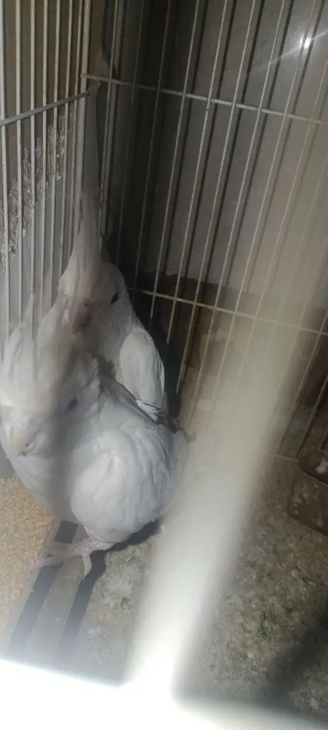 عروس هلندی آلبینو|پرنده|گرگان, |دیوار