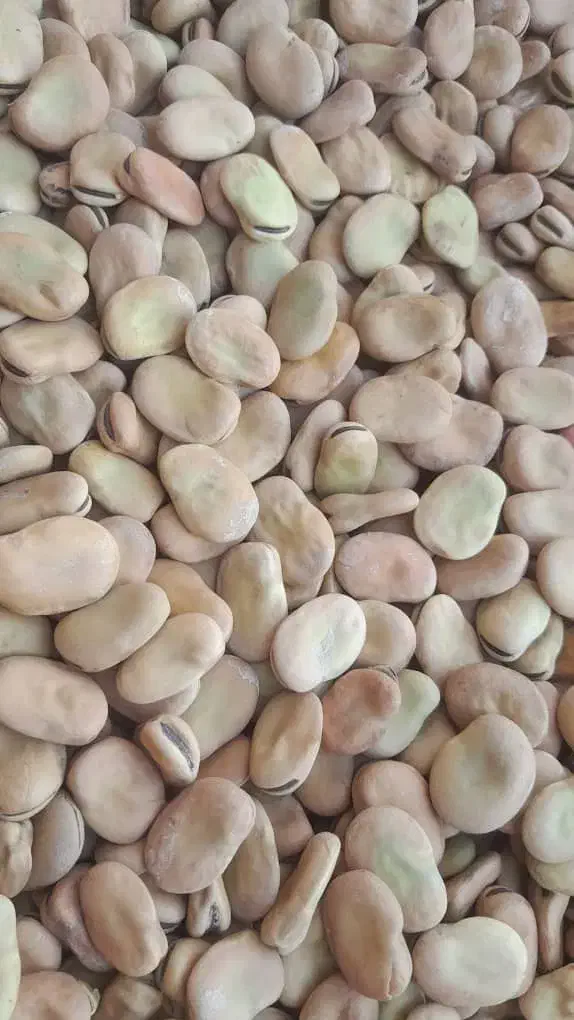 باقلا،باقله بذری و خوراکی.|عمده‌فروشی|ششده و قره بلاغ, |دیوار