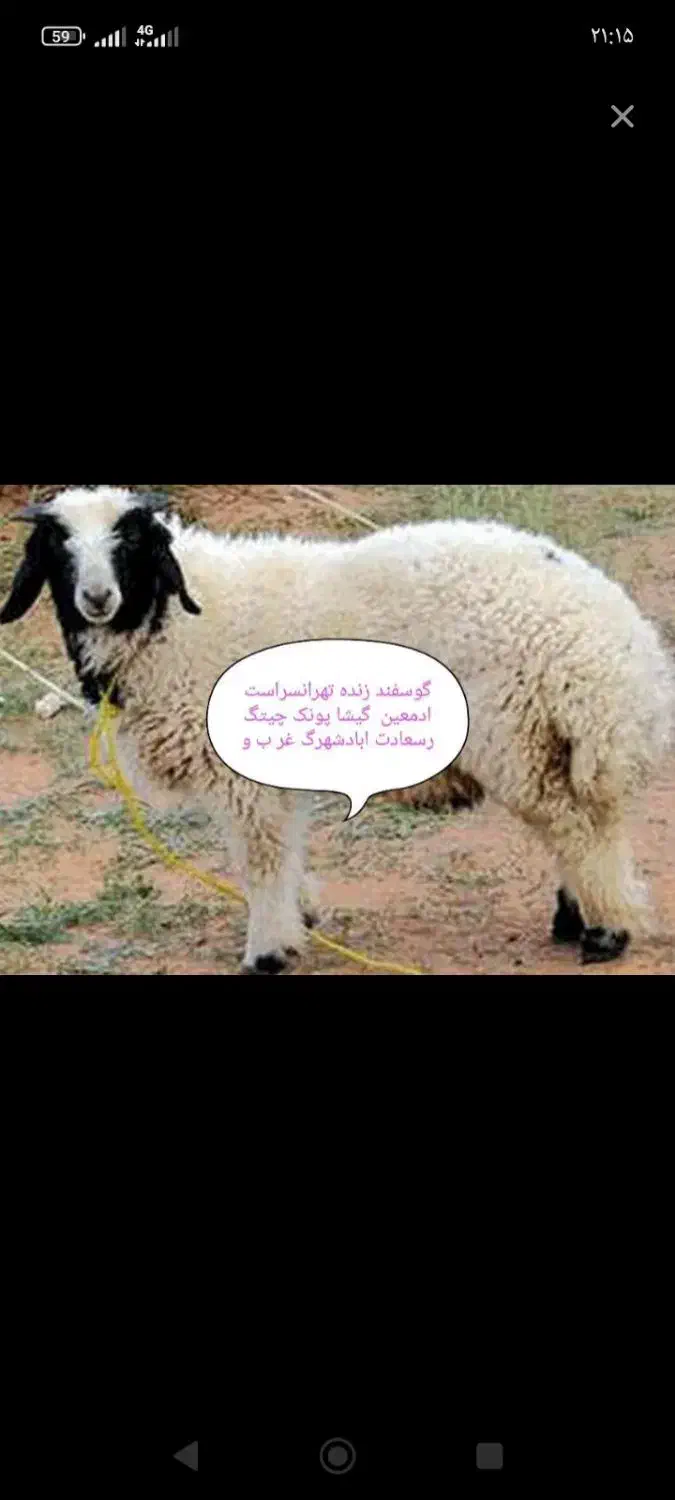 پخش‌‌گوسفند‌زنده کم‌دنبه‌‌بدون‌چربی‌|حیوانات مزرعه|تهران, هفده شهریور|دیوار