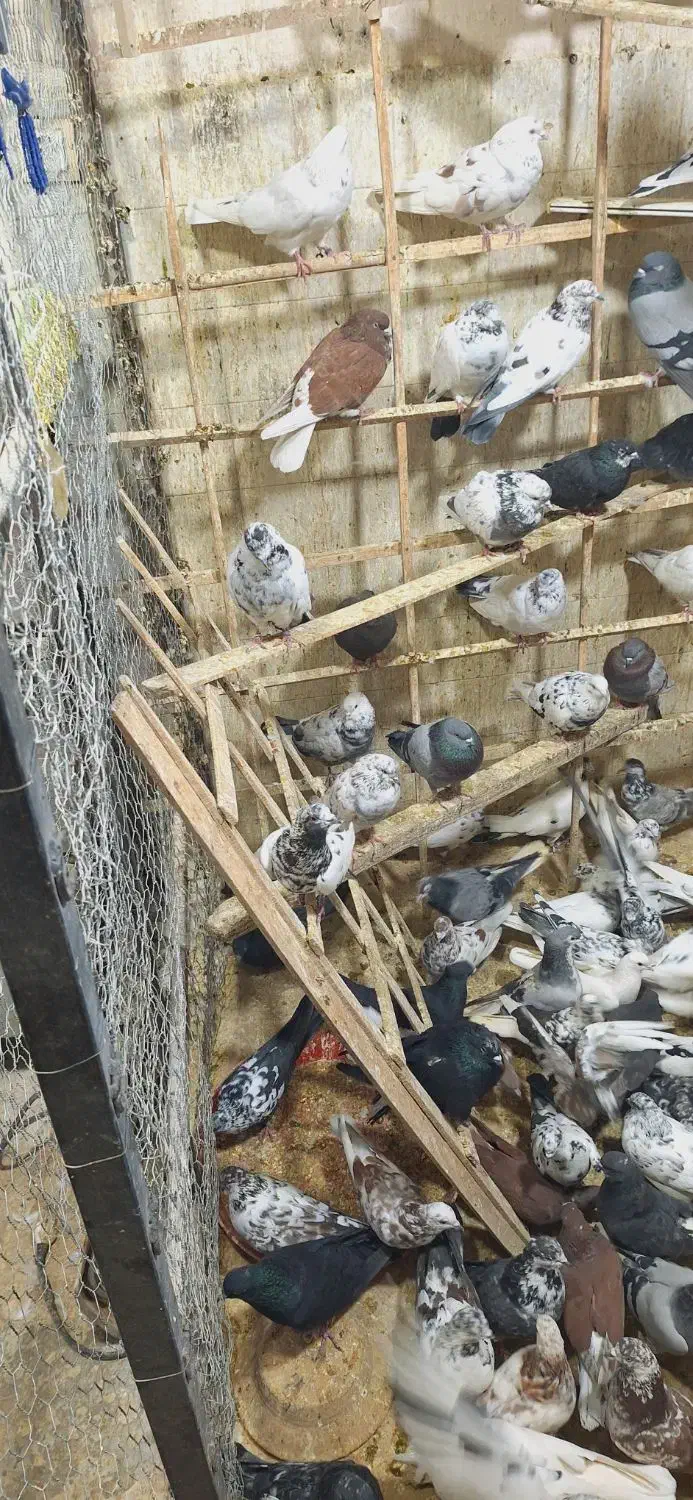 کفتر تهرانی|پرنده|خمینی‌شهر, |دیوار