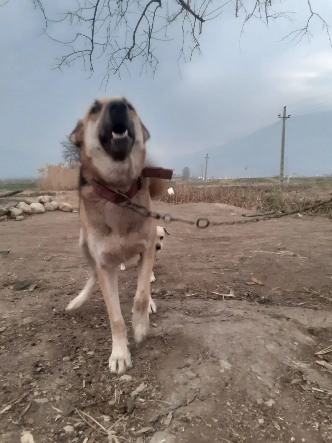 سگ پژدر نر و ماده.|سگ|علی‌آباد کتول, |دیوار