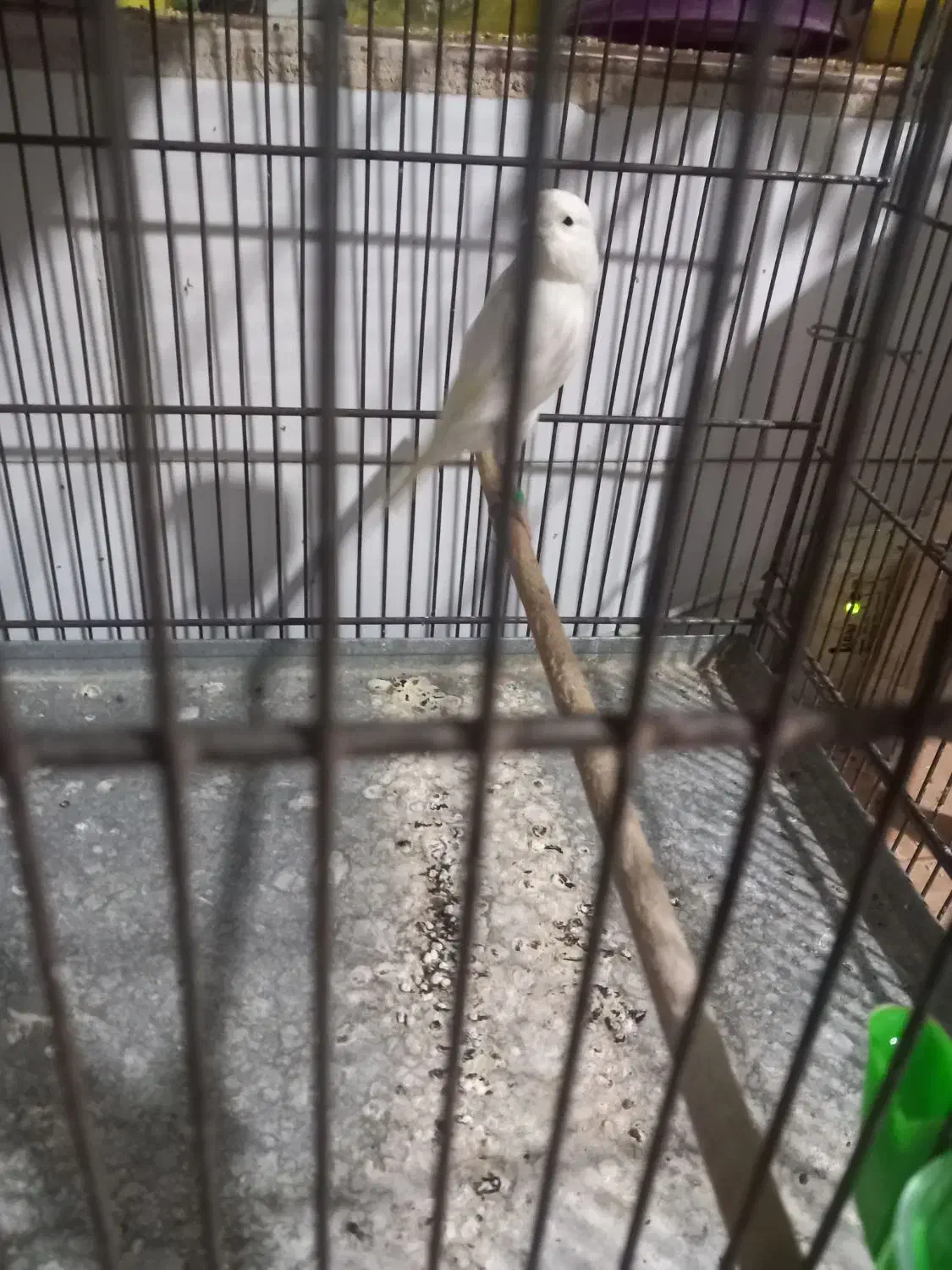 قناری|پرنده|جوکار, |دیوار