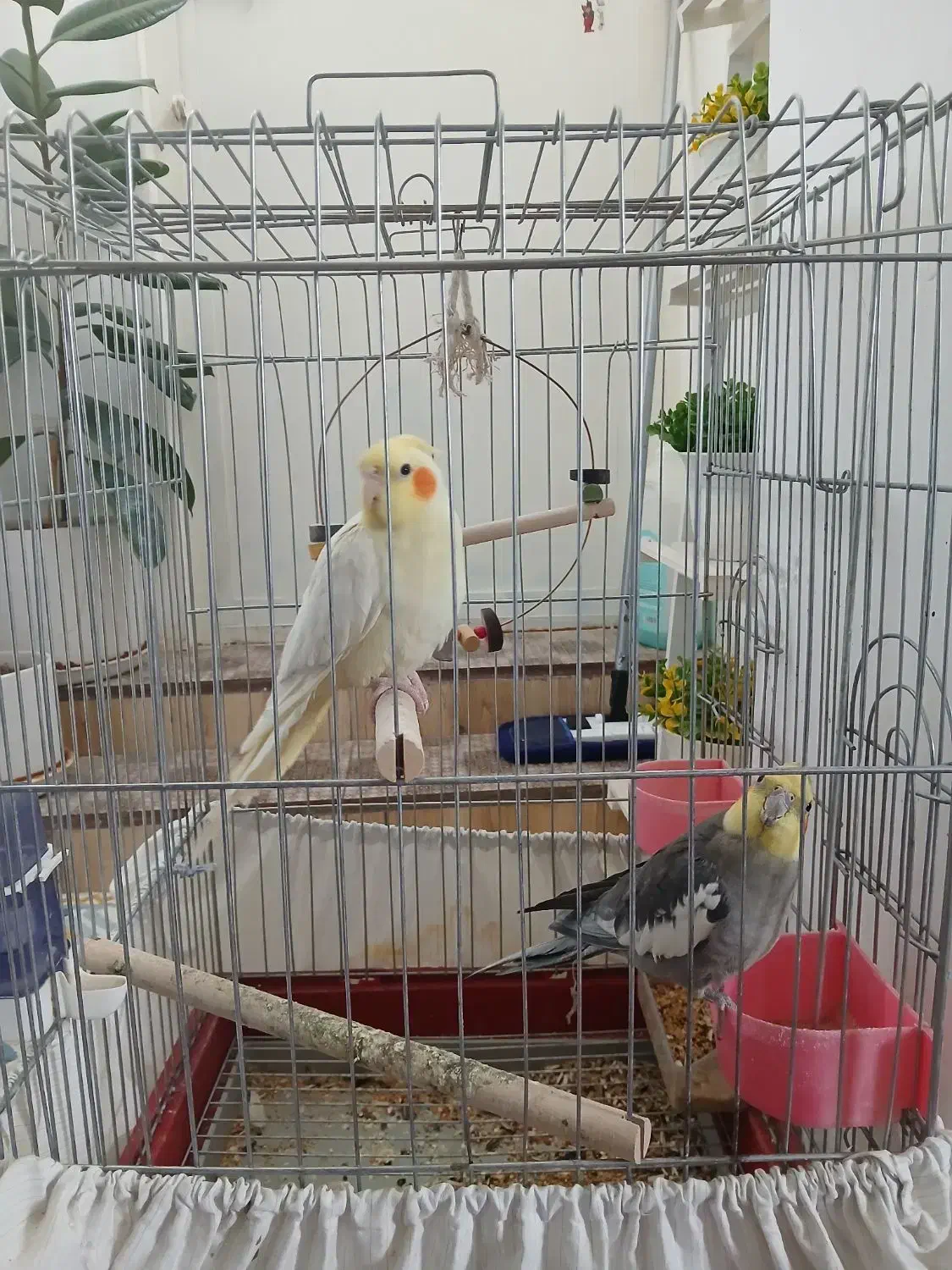 عروس هلندی|پرنده|شیراز, میانرود|دیوار