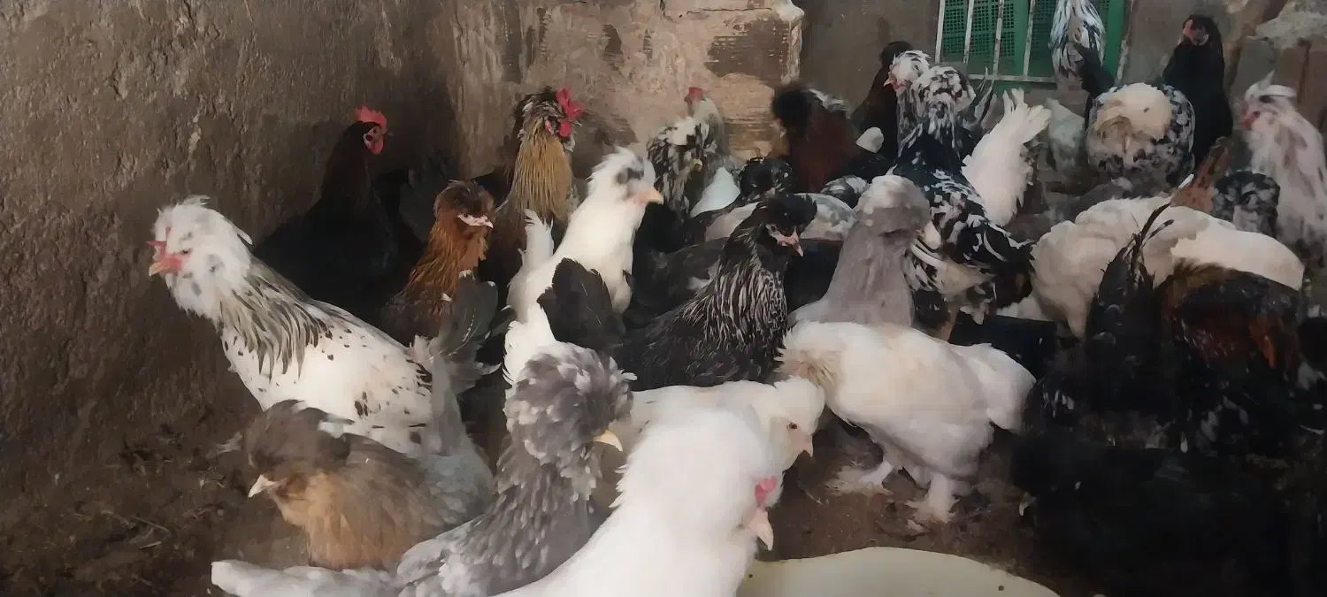 تخم‌مرغ‌نطفه‌دارسلطان‌‌وبلک‌استاروپولند‌ومولدها|حیوانات مزرعه|شاهرود, |دیوار