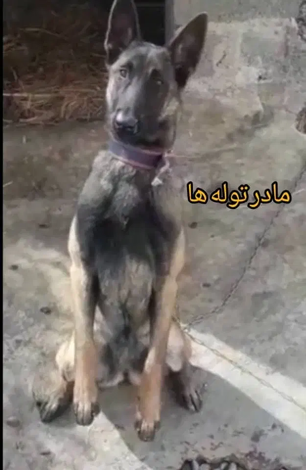 توله های مالینویز دو ماهه سگ گارد مخصوص نگهبانی|سگ|سنگر, |دیوار