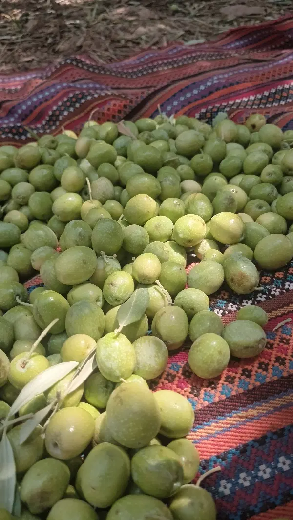 زیتون|خوردنی و آشامیدنی|اندیکا, |دیوار
