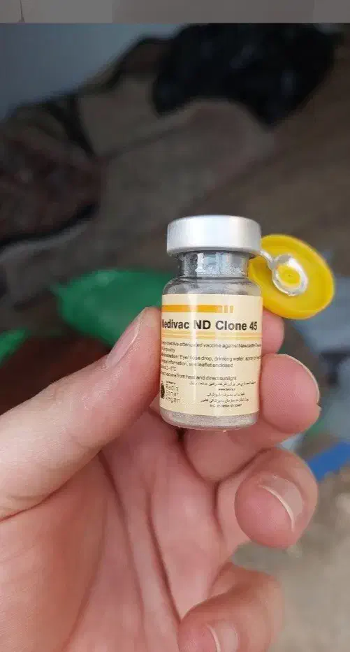 جوجه بوقلمون|حیوانات مزرعه|شیراز, لاله|دیوار