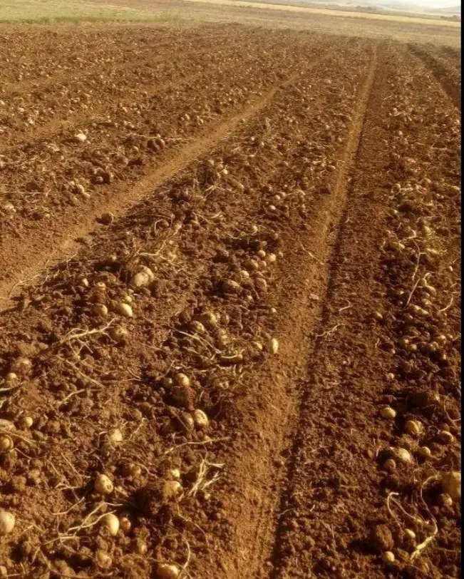 زمین آبی(سیستم قطره بارانی )|فروش زمین و ملک کلنگی|زرنه, |دیوار