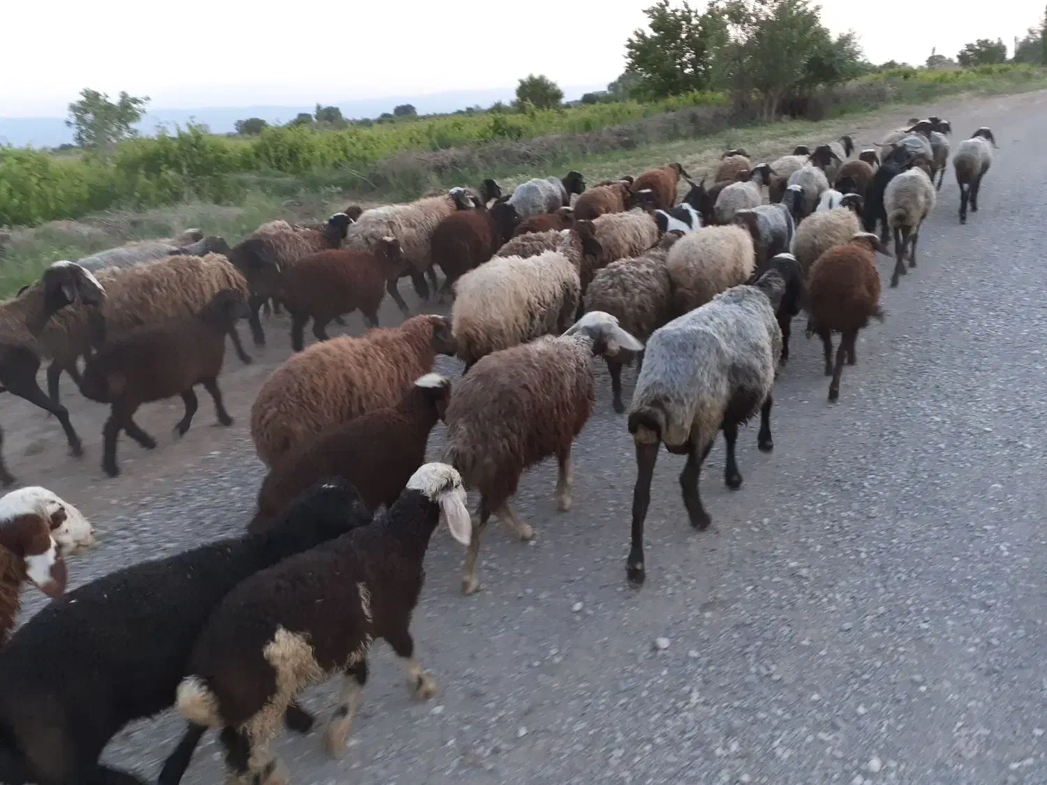 برهنرآمادهپروار|حیوانات مزرعه|شال, |دیوار